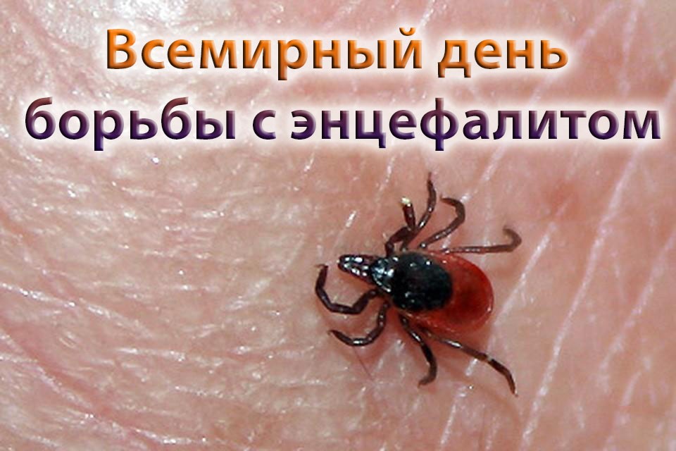 22 февраля - Всемирный день борьбы с энцефалитом.