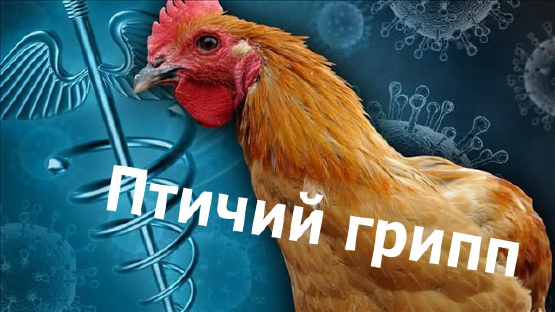 О профилактических мерах по недопущению заноса и распространения высокопатогенного гриппа птиц (далее ВГП).