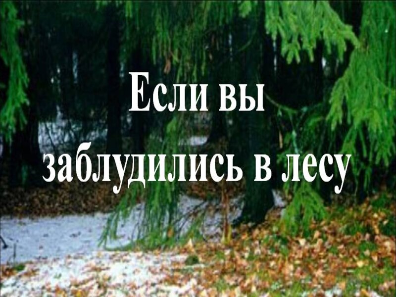 Как не заблудиться в лесу, и  что нужно делать если  Вы заблудились.