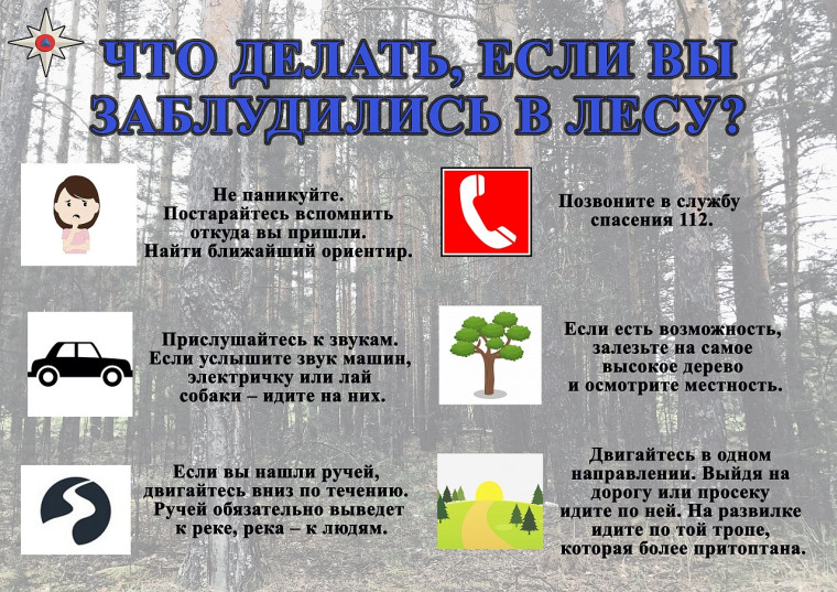 Правила поведения в лесу. Правила поведения в лесу.