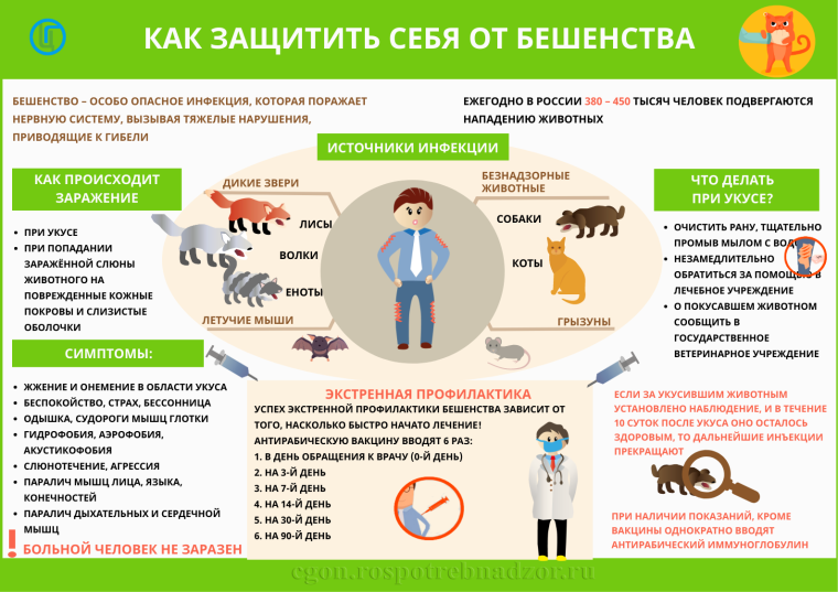Как защитить себя от бешенства. Как защитить себя от бешенства.